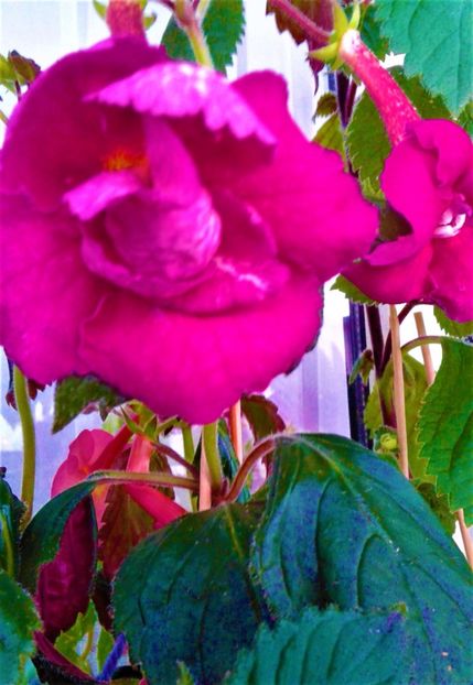 20201006_093003-3 - achimenes werner 2020