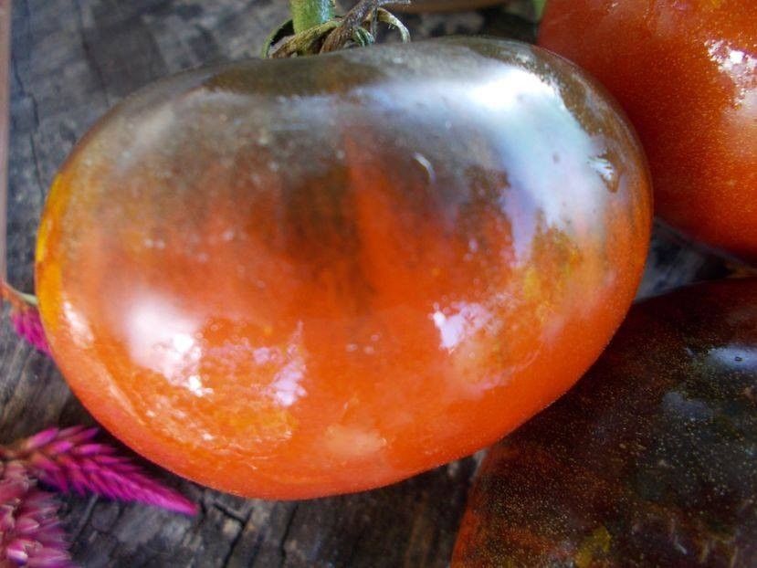  - SEMINTE ROSII - T 483 SIBERIAN PANTHER