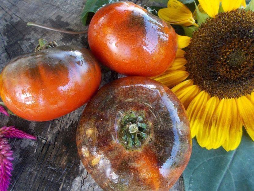  - SEMINTE ROSII - T 483 SIBERIAN PANTHER