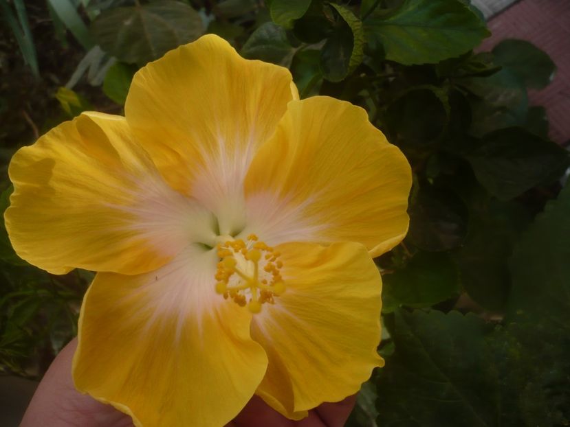 06.10.2020 - HIBISCUSI 2020-5