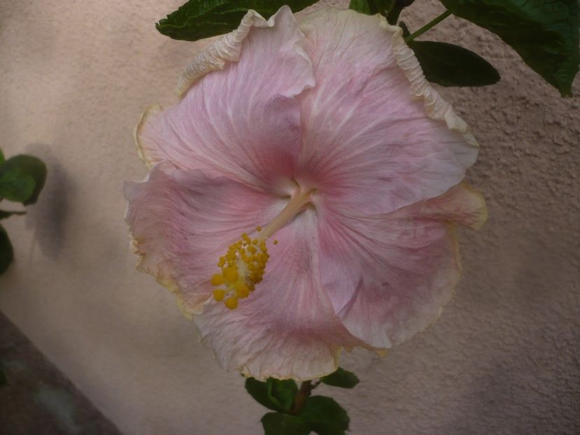 P1460868 - HIBISCUSI 2020-5
