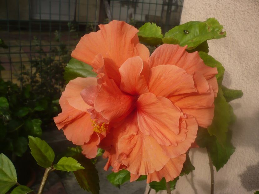 P1460869 - HIBISCUSI 2020-5