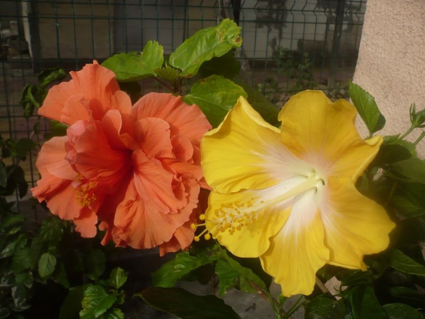 P1460884 - HIBISCUSI 2020-5