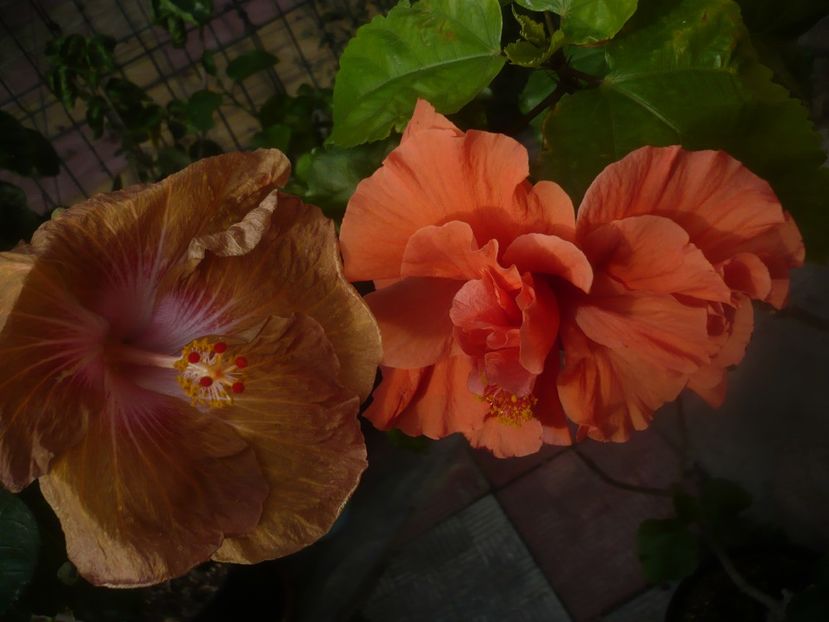 P1460888 - HIBISCUSI 2020-5