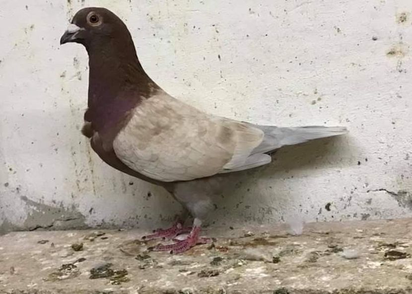  - NU AMI APARTIN 2020