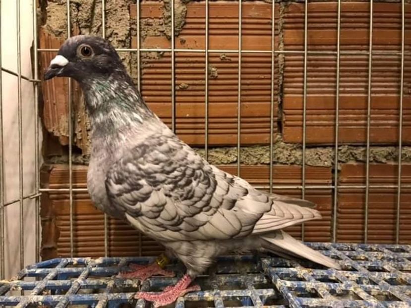  - NU AMI APARTIN 2020