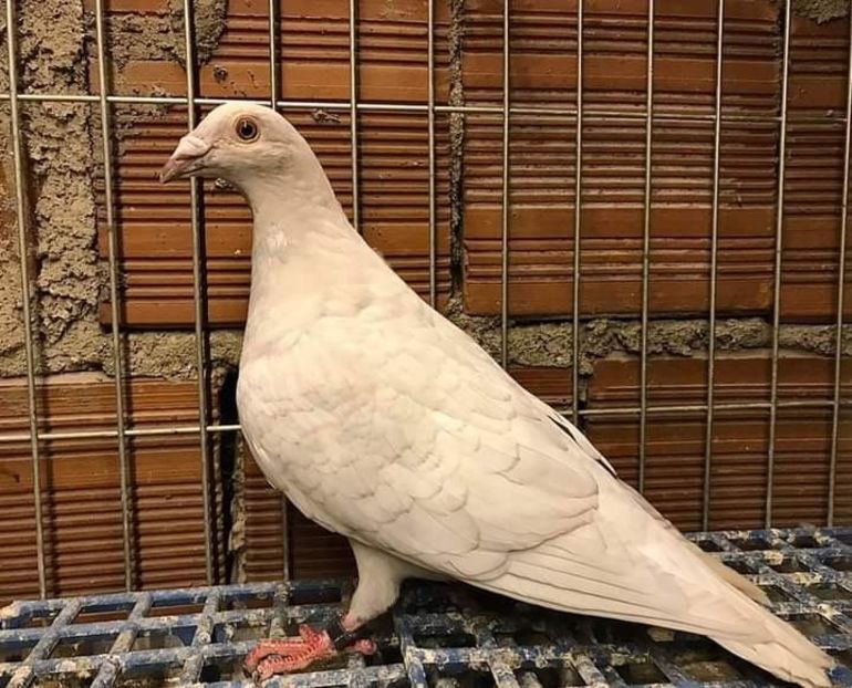  - NU AMI APARTIN 2020