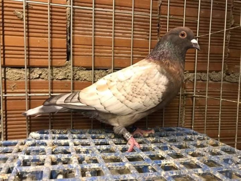  - NU AMI APARTIN 2020