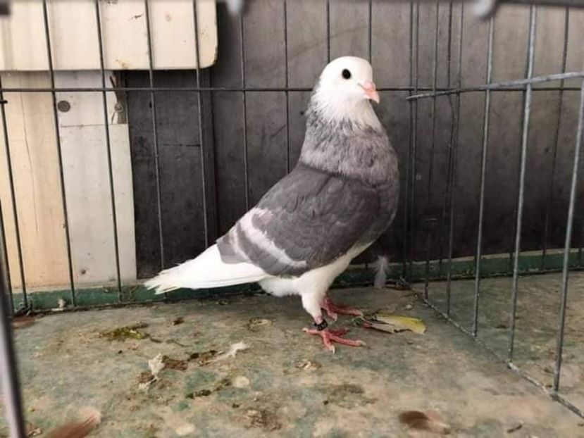  - NU AMI APARTIN 2020