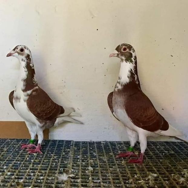  - NU AMI APARTIN 2020