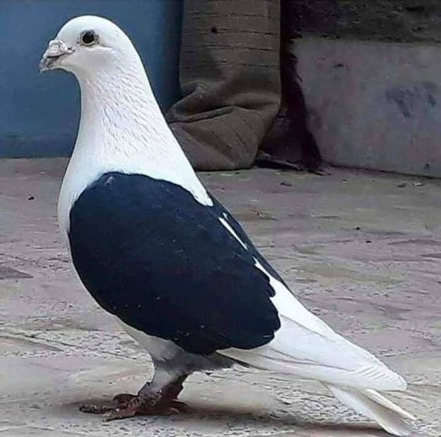  - NU AMI APARTIN 2020