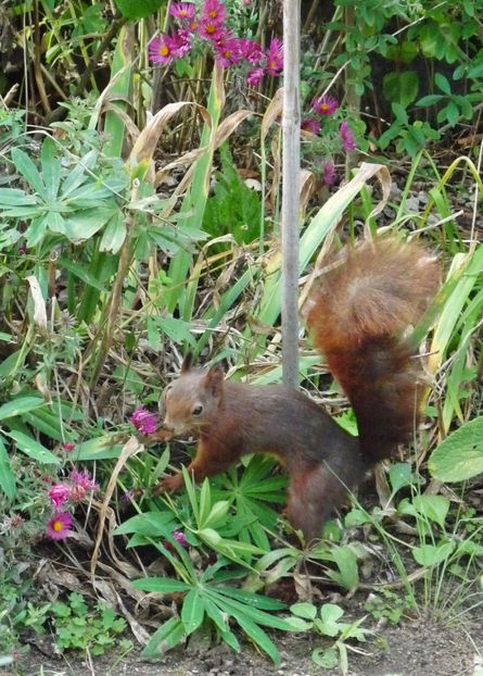  - 2020 - 03 - Toamna