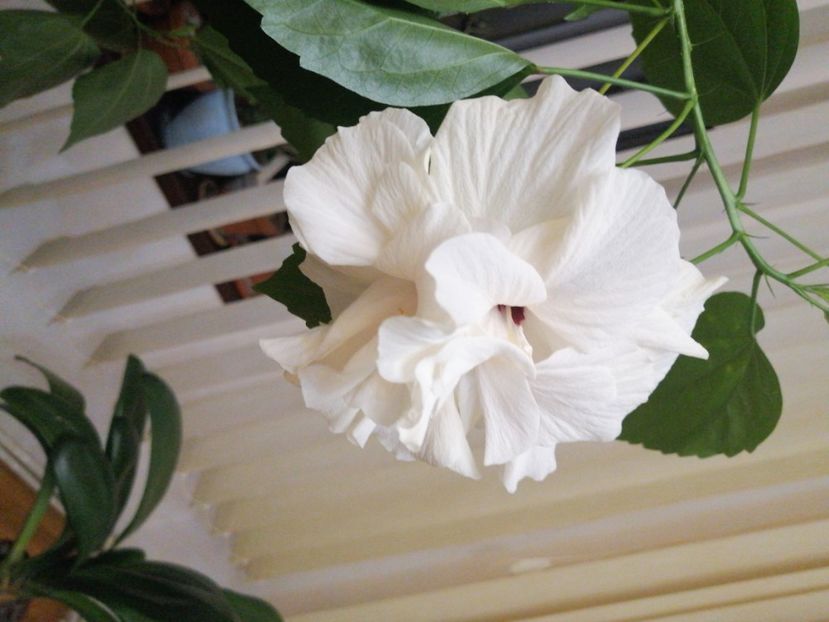  - hibiscus alb dublu