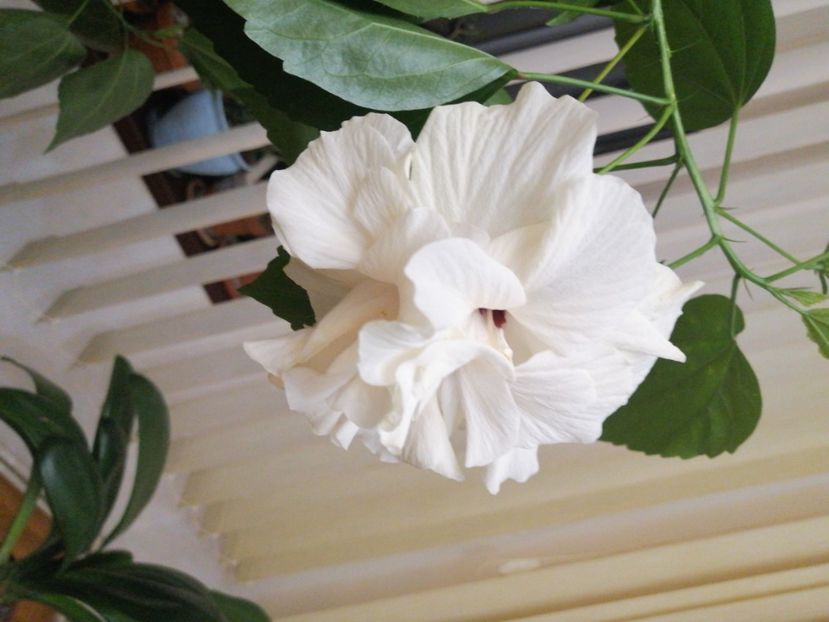 - hibiscus alb dublu