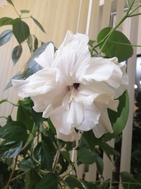  - hibiscus alb dublu