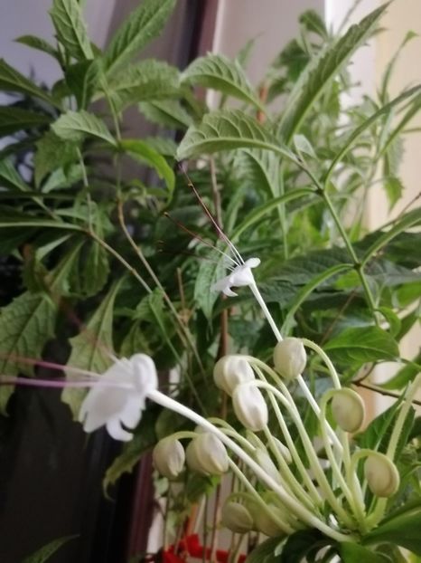  - Clerodendron Macrosiphon Do-Re-Mi plant