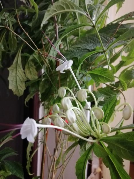  - Clerodendron Macrosiphon Do-Re-Mi plant