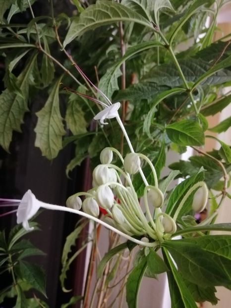  - Clerodendron Macrosiphon Do-Re-Mi plant