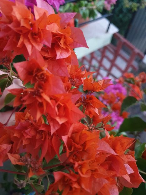  - bouga Mahara Orange