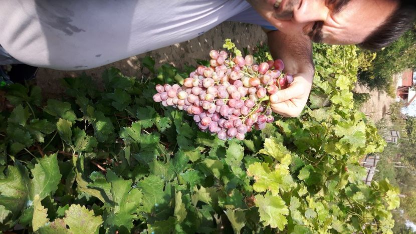 20201005_160050(0) - Hobby