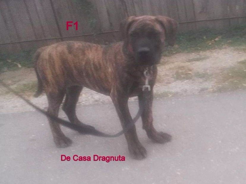 received_943445559497150 - Vand pui Dogo Presa Canario Giurgiu pedigree Canisa 2020