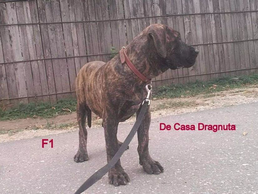 received_391809071814828 - Vand pui Dogo Presa Canario Giurgiu pedigree Canisa 2020