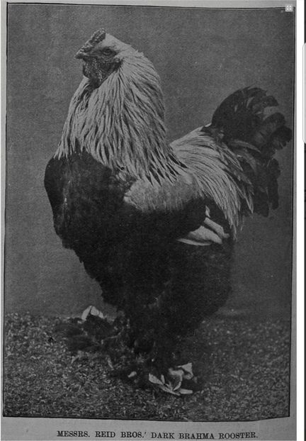 Brahma 1899 - B__Brahma - scurt istoric