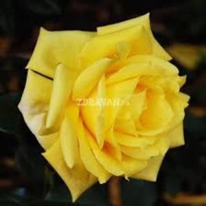 landora - Comanda trandafiri 2020