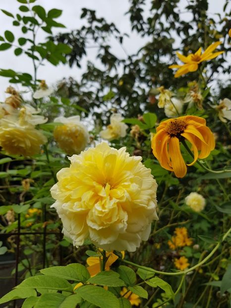 Pilgrim - Trandafiri