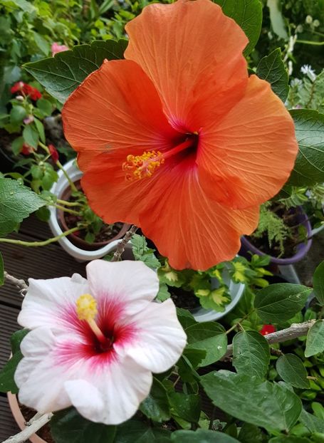  - Hibiscus