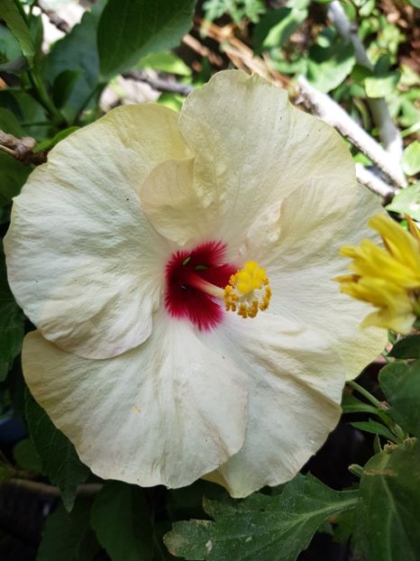  - Hibiscus