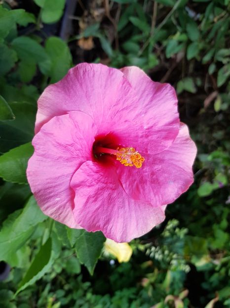  - Hibiscus