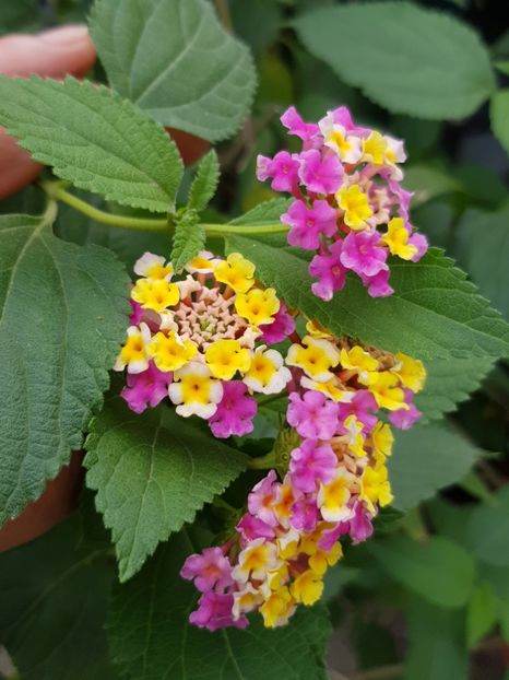 Lantana - Alte flori