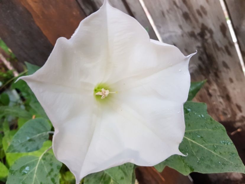 Datura - Alte flori