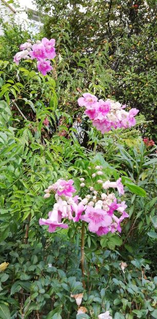  - Grădinița tropicala de la bloc 2020