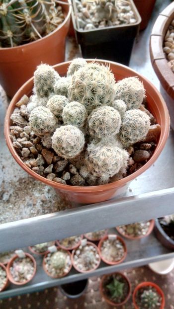 E. sneedi ssp. leei - Escobaria