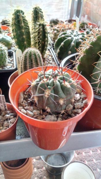 A. glaucum - Acantholycium