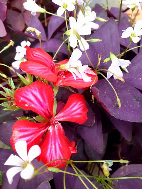  - Alte flori