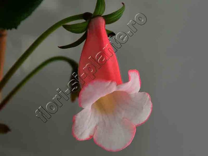 Sinningia Luci s Pink Coral - GLOXINIA-SINNINGIA _COLECTIA 2020_2024