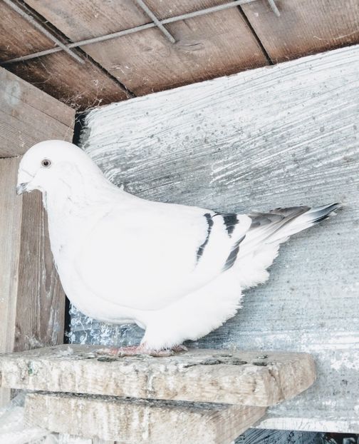 Regina Sunphoto - - A - A - A - A - A - PARINTII REGINEI