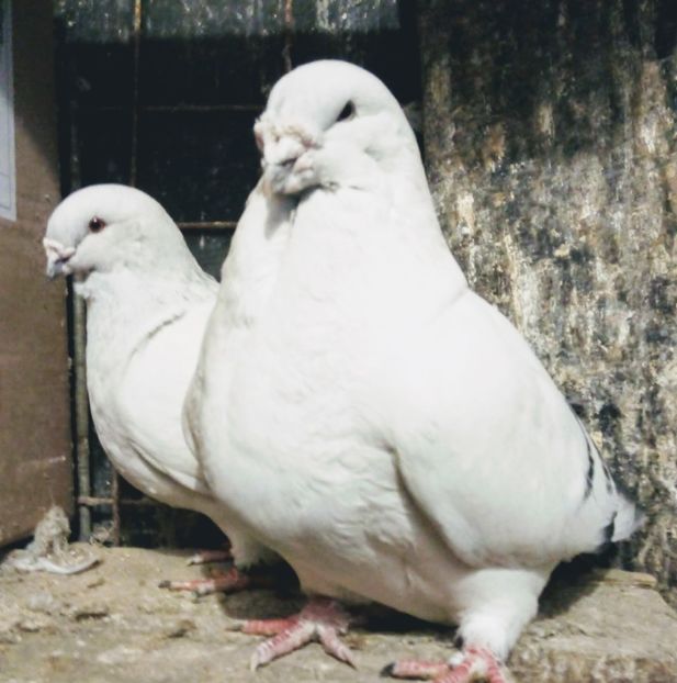  - - A - A - A - A - A - PARINTII REGINEI