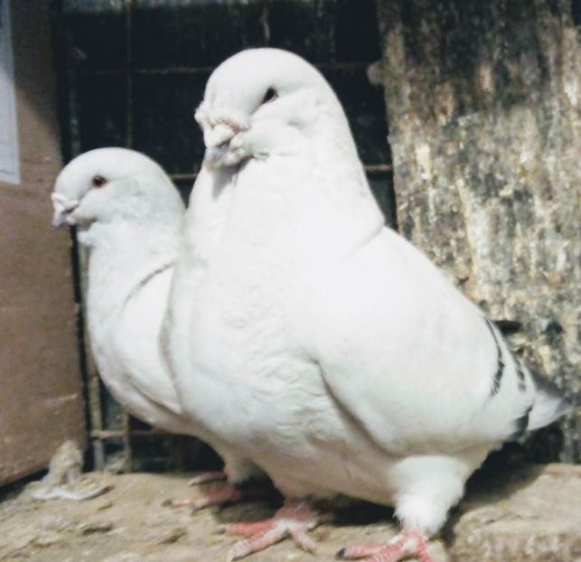  - - A - A - A - A - A - PARINTII REGINEI