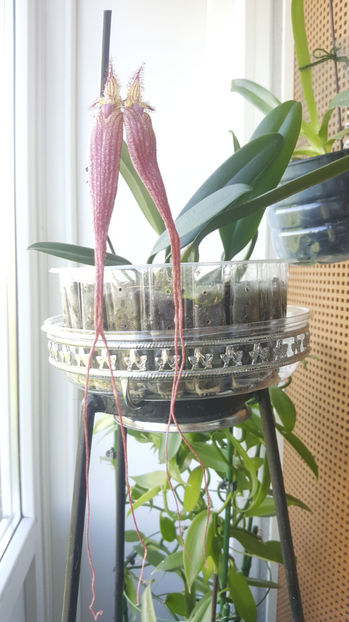 bulbophyllum Elizabeth Buckleberry - Orhidee_1_bulbophyllum