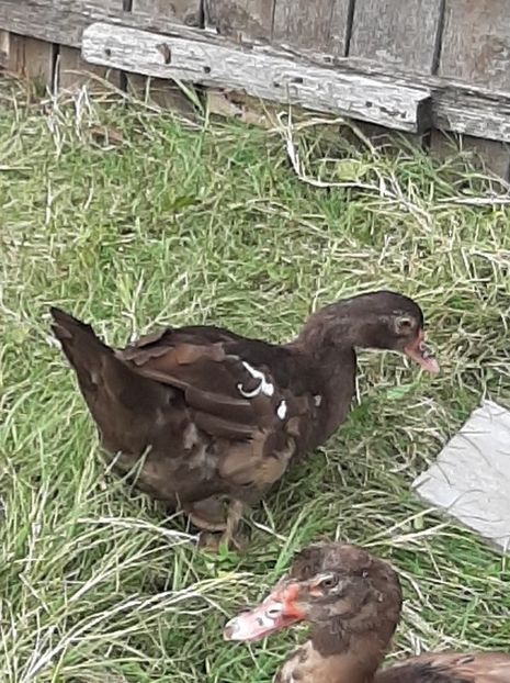  - Rate mute ciocolatii si negre