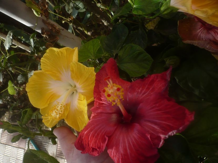 P1460900 - HIBISCUSI 2020-5