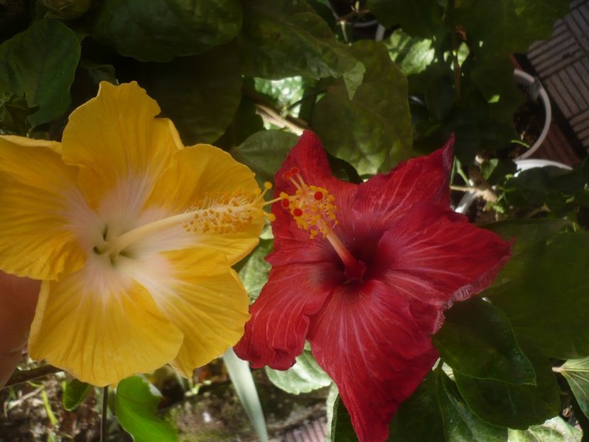 P1460901 - HIBISCUSI 2020-5