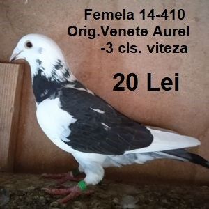 Femela 14-410...-Bucuresti - Porumbei vanduti