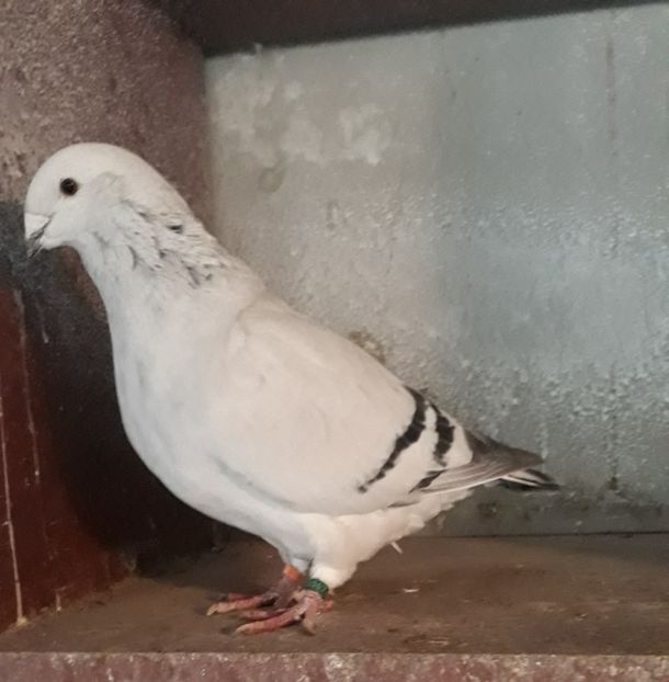  - Păsările mele