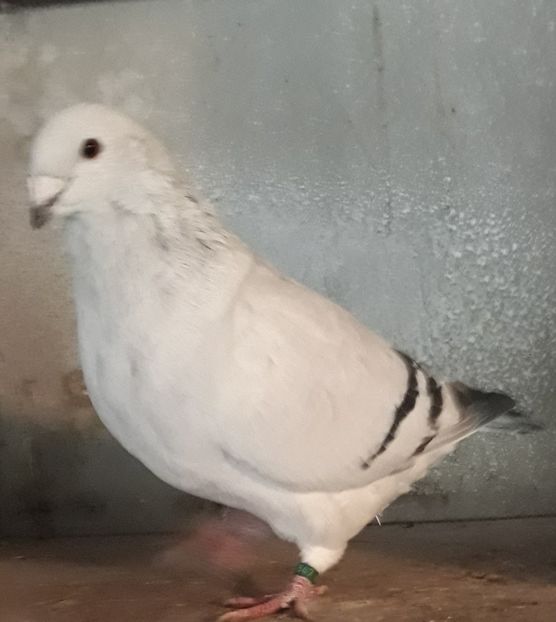  - Păsările mele