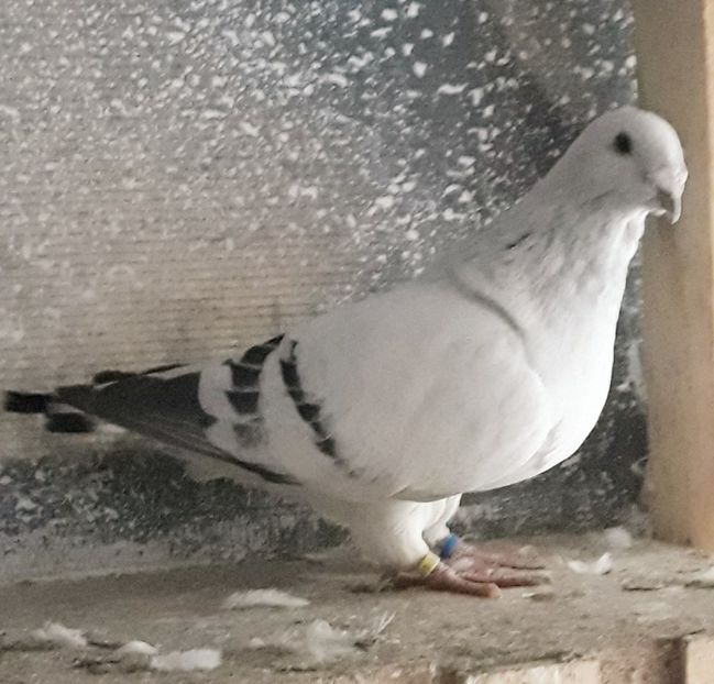  - Păsările mele